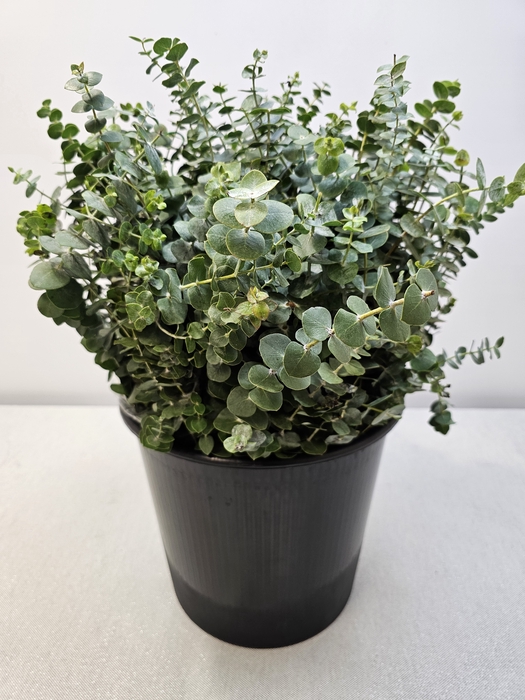 EUC BABY BLUE PER STEEL